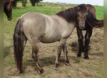 Konik, Hongre, 4 Ans, 134 cm, Grullo