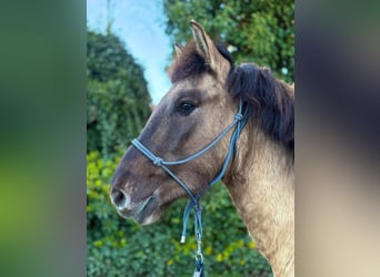 Konik, Hongre, 4 Ans, 139 cm, Isabelle