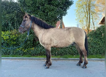 Konik, Hongre, 4 Ans, 139 cm, Isabelle