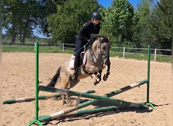 Konik, Hongre, 4 Ans, 140 cm, Isabelle