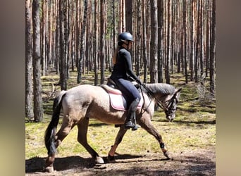 Konik, Hongre, 4 Ans, 140 cm, Isabelle
