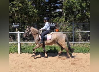 Konik, Hongre, 4 Ans, 140 cm, Isabelle