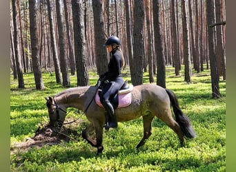 Konik, Hongre, 4 Ans, 140 cm, Isabelle