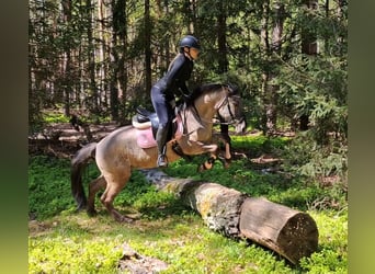 Konik, Hongre, 4 Ans, 140 cm, Isabelle