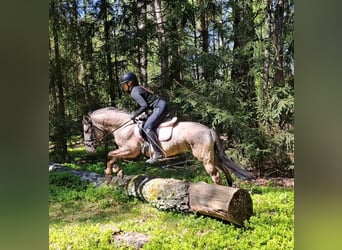 Konik, Hongre, 4 Ans, 140 cm, Isabelle