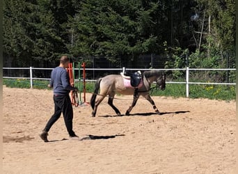 Konik, Hongre, 4 Ans, 140 cm, Isabelle