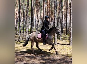 Konik, Hongre, 4 Ans, 140 cm, Isabelle