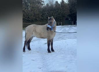 Konik, Hongre, 4 Ans, 142 cm, Isabelle