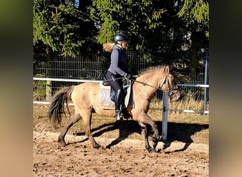 Konik, Hongre, 4 Ans, 144 cm, Isabelle