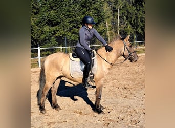 Konik, Hongre, 4 Ans, 144 cm, Isabelle