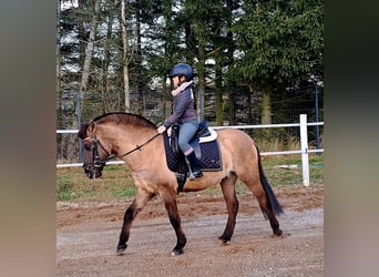 Konik, Hongre, 4 Ans, 145 cm, Isabelle