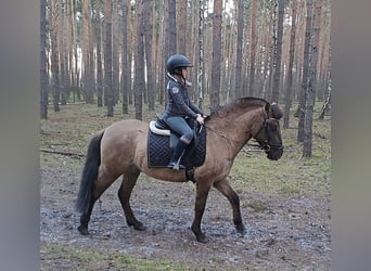 Konik, Hongre, 4 Ans, 145 cm, Isabelle