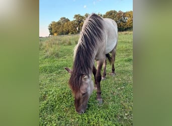Konik, Hongre, 4 Ans, Isabelle