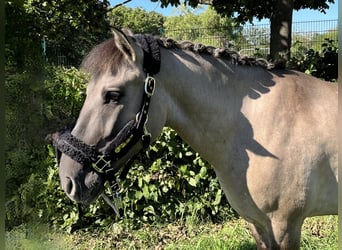Konik, Hongre, 5 Ans, 144 cm, Isabelle