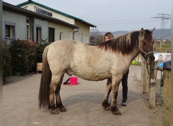 Konik, Hongre, 6 Ans, 140 cm, Isabelle
