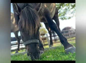 Konik Croisé, Hongre, 7 Ans, 143 cm, Grullo