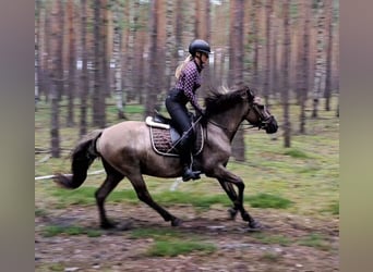 Konik, Hongre, 7 Ans, 144 cm, Isabelle