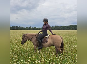 Konik, Hongre, 7 Ans, 144 cm, Isabelle