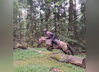 Konik, Hongre, 7 Ans, 144 cm, Isabelle