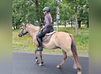 Konik, Hongre, 7 Ans, 144 cm, Isabelle