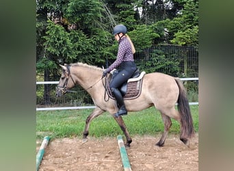 Konik, Hongre, 7 Ans, 144 cm, Isabelle