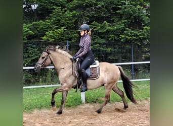 Konik, Hongre, 7 Ans, 144 cm, Isabelle