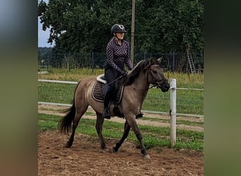 Konik, Hongre, 7 Ans, 144 cm, Isabelle