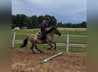 Konik, Hongre, 7 Ans, 144 cm, Isabelle