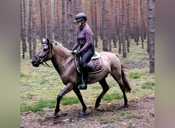 Konik, Hongre, 7 Ans, 144 cm, Isabelle
