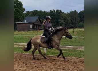 Konik, Hongre, 7 Ans, 144 cm, Isabelle