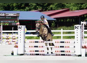 Konik, Hongre, 7 Ans, 148 cm