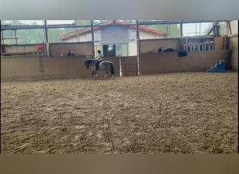 Konik, Hongre, 8 Ans, 127 cm, Isabelle