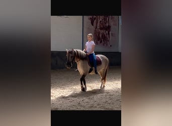 Konik, Hongre, 8 Ans, 127 cm, Isabelle