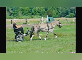 Konik, Hongre, 8 Ans, 127 cm, Isabelle