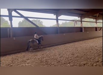 Konik, Hongre, 8 Ans, 127 cm, Isabelle