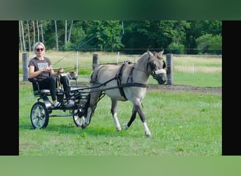 Konik, Hongre, 8 Ans, 127 cm, Isabelle