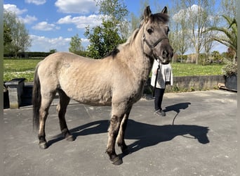 Konik, Hongre, 8 Ans, 140 cm, Buckskin