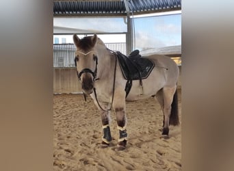 Konik, Hongre, 9 Ans, 140 cm, Isabelle
