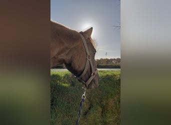 Konik Croisé, Jument, 10 Ans, 133 cm, Isabelle