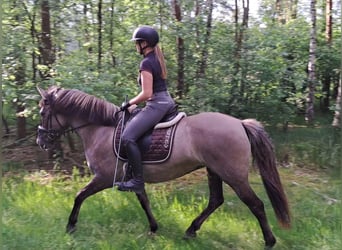 Konik, Jument, 10 Ans, 147 cm, Isabelle