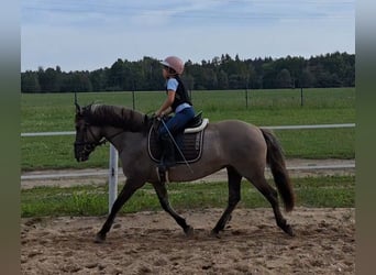 Konik, Jument, 10 Ans, 147 cm, Isabelle
