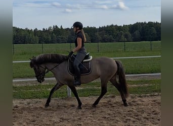 Konik, Jument, 10 Ans, 147 cm, Isabelle