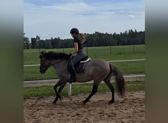 Konik, Jument, 10 Ans, 147 cm, Isabelle