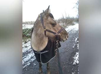 Konik, Jument, 11 Ans, 135 cm