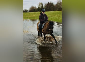 Konik, Jument, 11 Ans, 138 cm, Isabelle