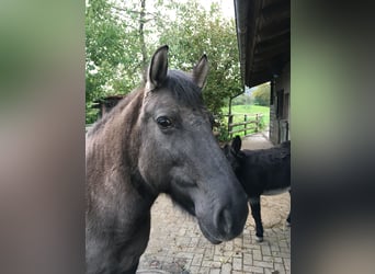 Konik, Jument, 11 Ans, 138 cm, Isabelle