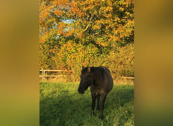 Konik, Jument, 11 Ans, 138 cm, Isabelle