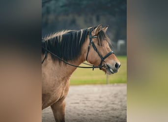 Konik, Jument, 11 Ans, 140 cm, Isabelle