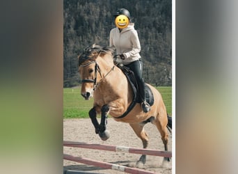 Konik, Jument, 11 Ans, 140 cm, Isabelle