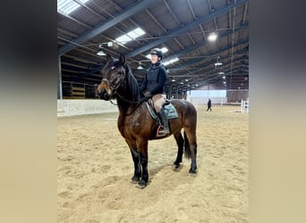 Konik, Jument, 11 Ans, 140 cm, Isabelle